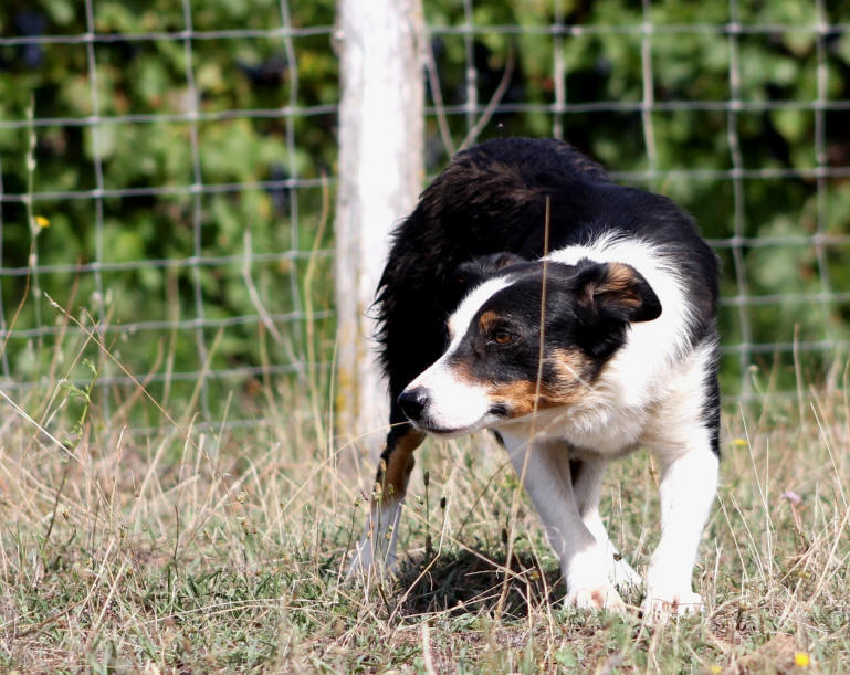 Forum Border collie