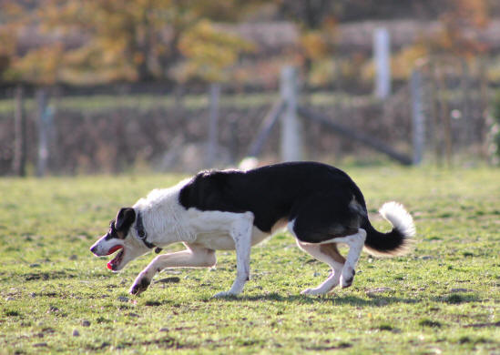 Border collie dressage.