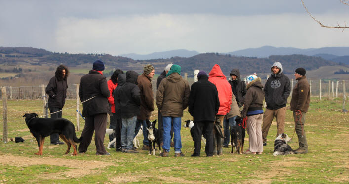 Dressage de chiens de berger