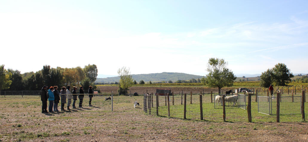 Dressage de Border collie