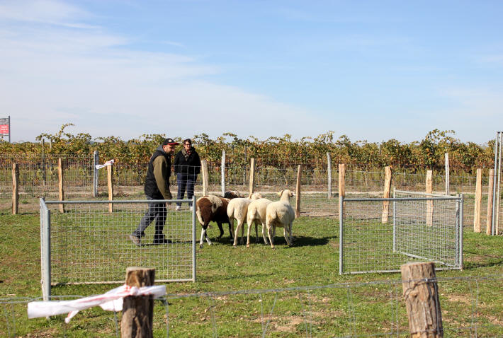 Dressage de chiens de berger