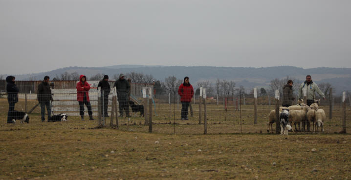 Stage de dressage de chiens de berger