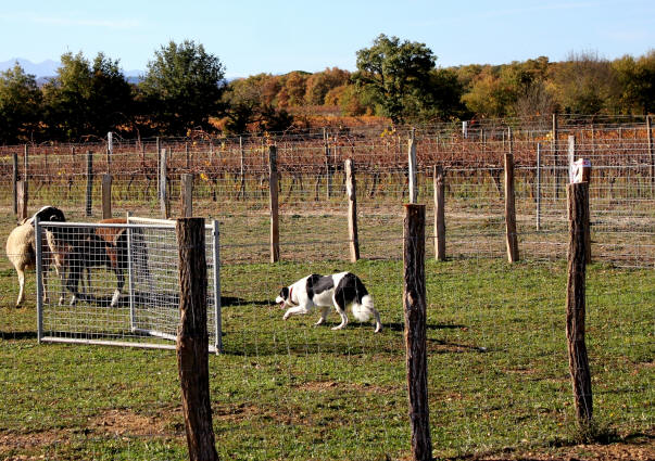 Rhone-Alpes Border collie