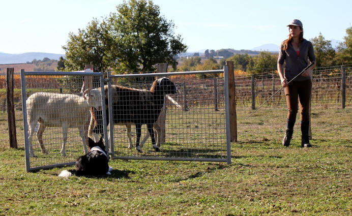 Caractre du Border collie