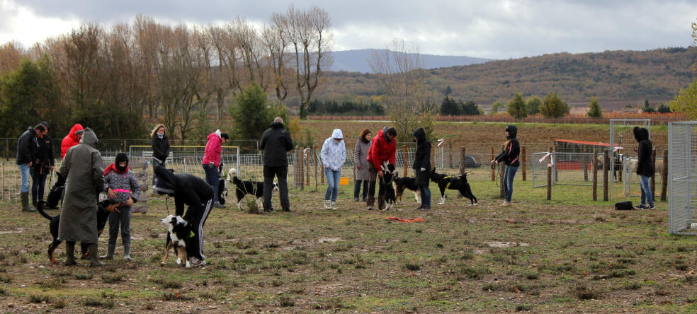 Caractre du Border collie