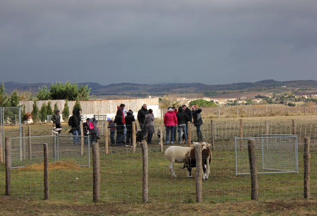 Stage de dressage de chiens