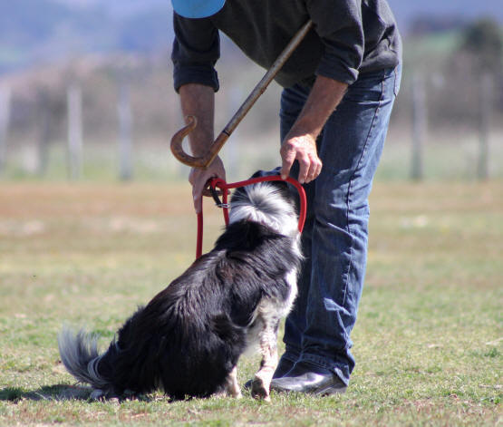 Image Border collie