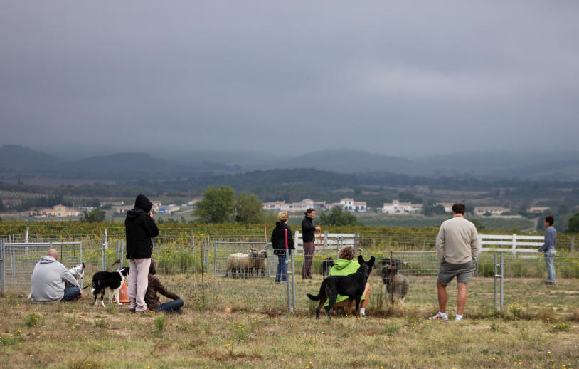 Stage de dressage de chiens de berger dans l'Aude