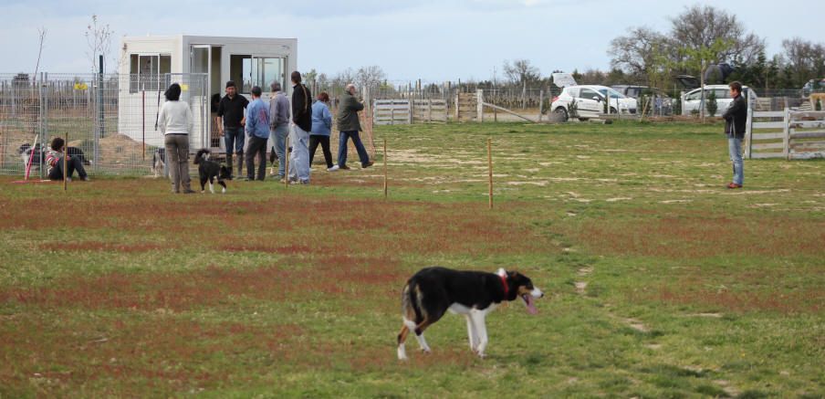 Stage de dressage de chiens de berger