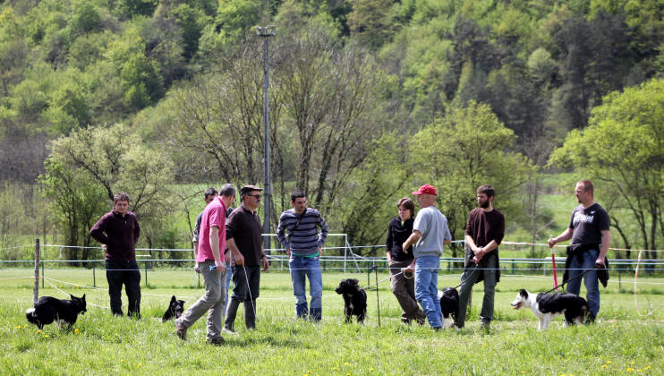 dressage de chiens de berger