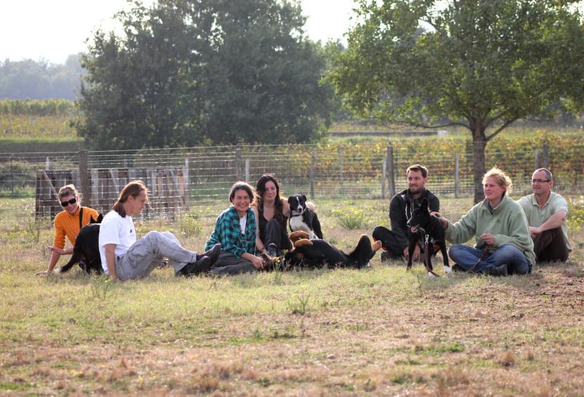 Entranement de Border collies dans l'Aude