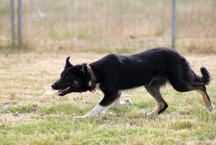 Image G' Khol Border collie Antoine Namy