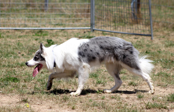 Border collie Bleu merle