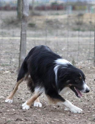 Llanfarian Border collie