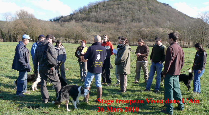 stage de dressage de chiens de bergers.