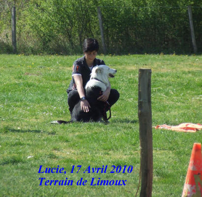 site sur le border collie