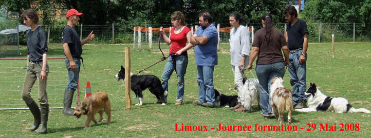 stage de dressage de chiens de bergers