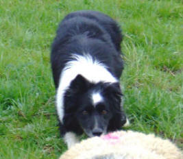 border collie aveyron