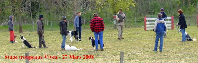 border collie pyrnes-orientales