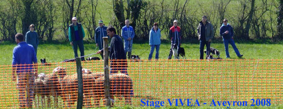 chiens de berger en aveyron