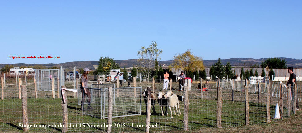 Stage de dressage de chiens