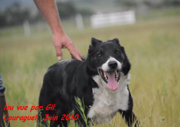 chienne border collie moutons