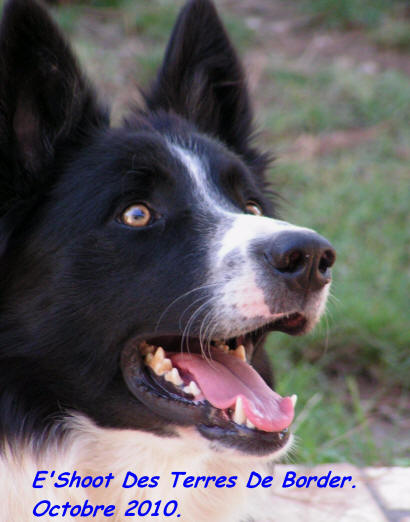 chiot border collie  vendre