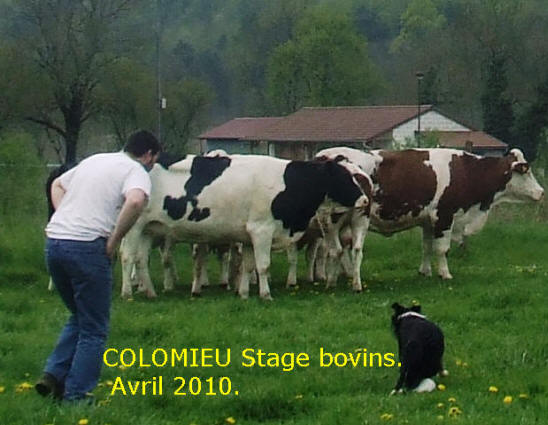 stage de dressage de border collie sur moutons