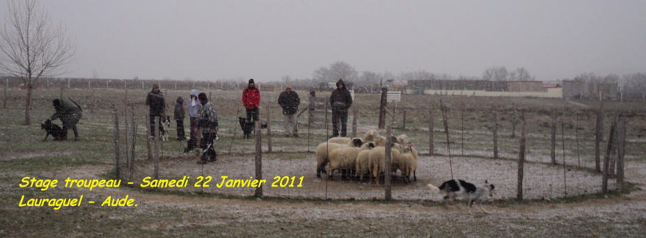 border collie aude levage