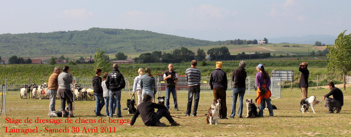 stage de dressage de border collies