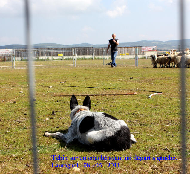 dresseur de border collies