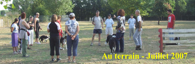 Dvd de dressage de border collie.