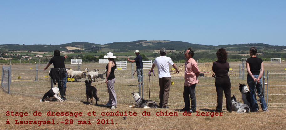 stage de dressage de chiens de berger