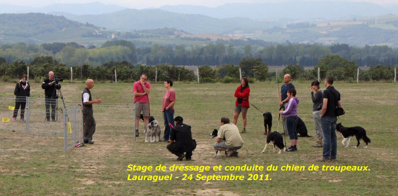 Stage de dressage de chiens.