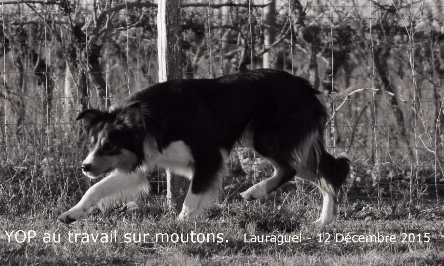 Border collie Rhne-Alpes