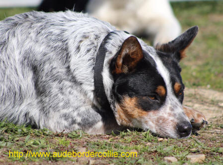 Bouvier Australien Cattle dog