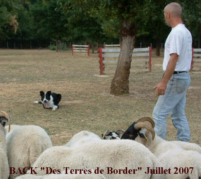 dresser et duquer son border collie