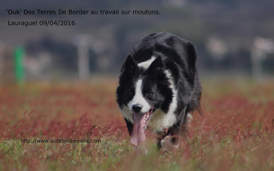 Chiens de berger dans l'Aude