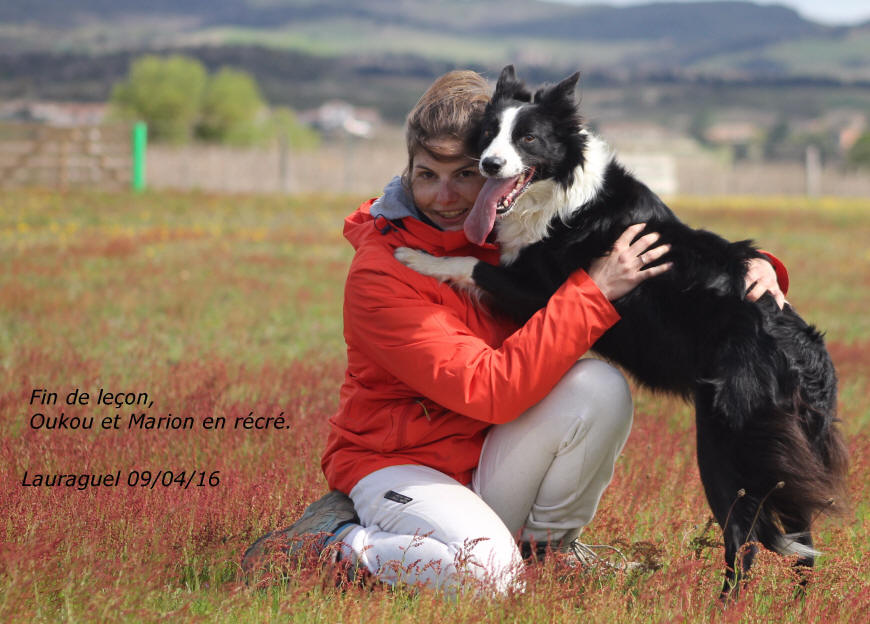 Border collie en Haute garonne