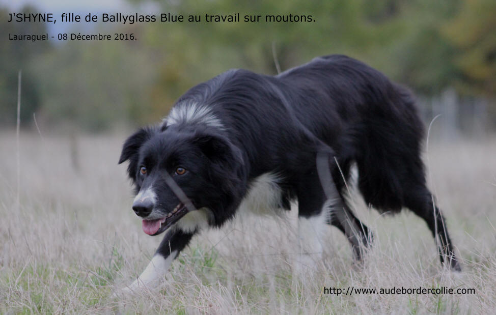 Ballyglass Border colllie