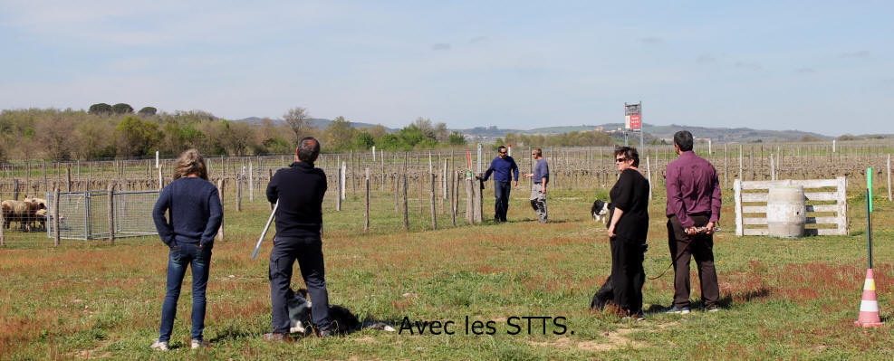 Dressage de chiens de berger