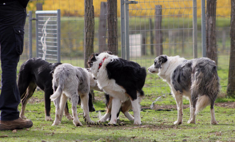 Chiens dans L'Aude.