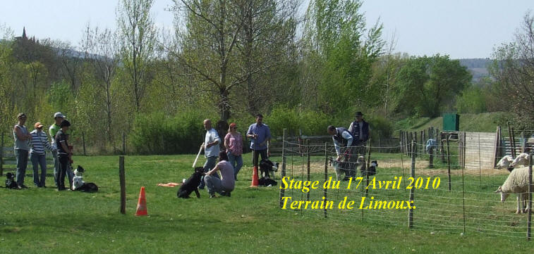 dresseur de border collie