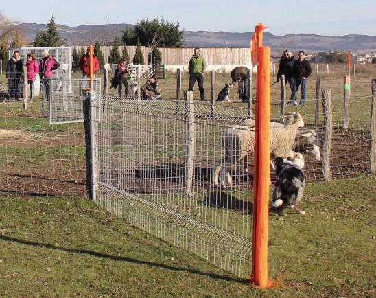 Stage de dressage de chiens de berger