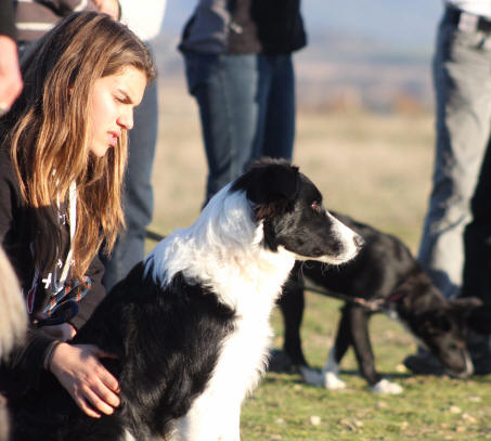 Stage de dressage de chiens