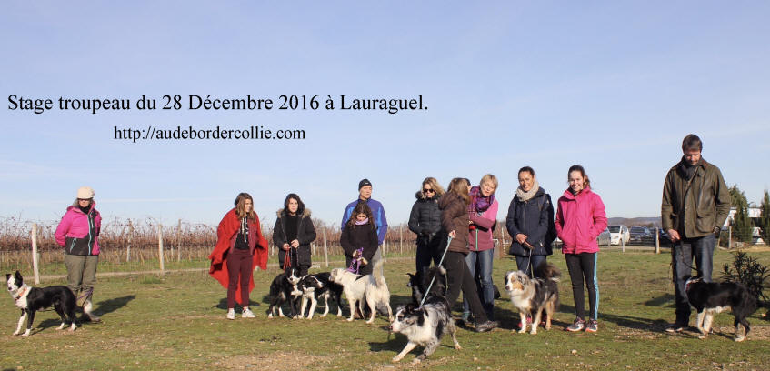 Dressage de Border collie