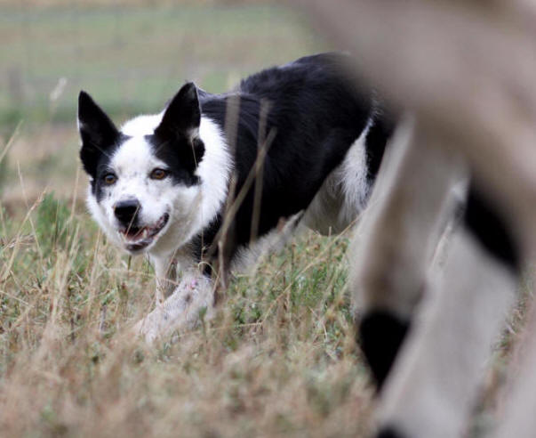 Brebis et Border collie