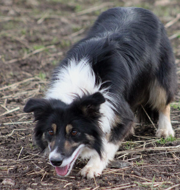 Chienne Border collie tricolore.