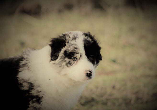 Chiot Border collie  vendre