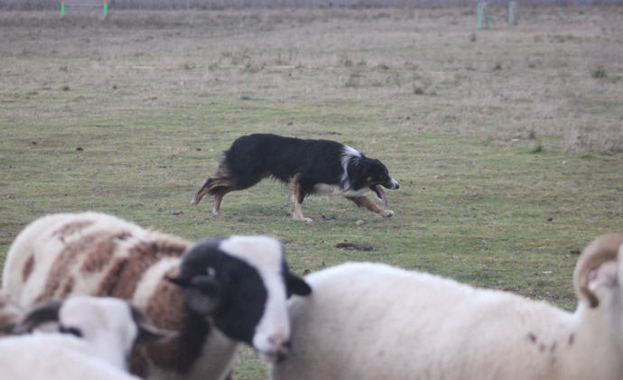 Llanfarian Border collie